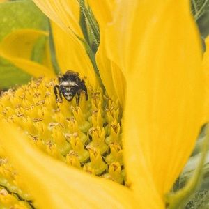 Life Of Macgyver Print